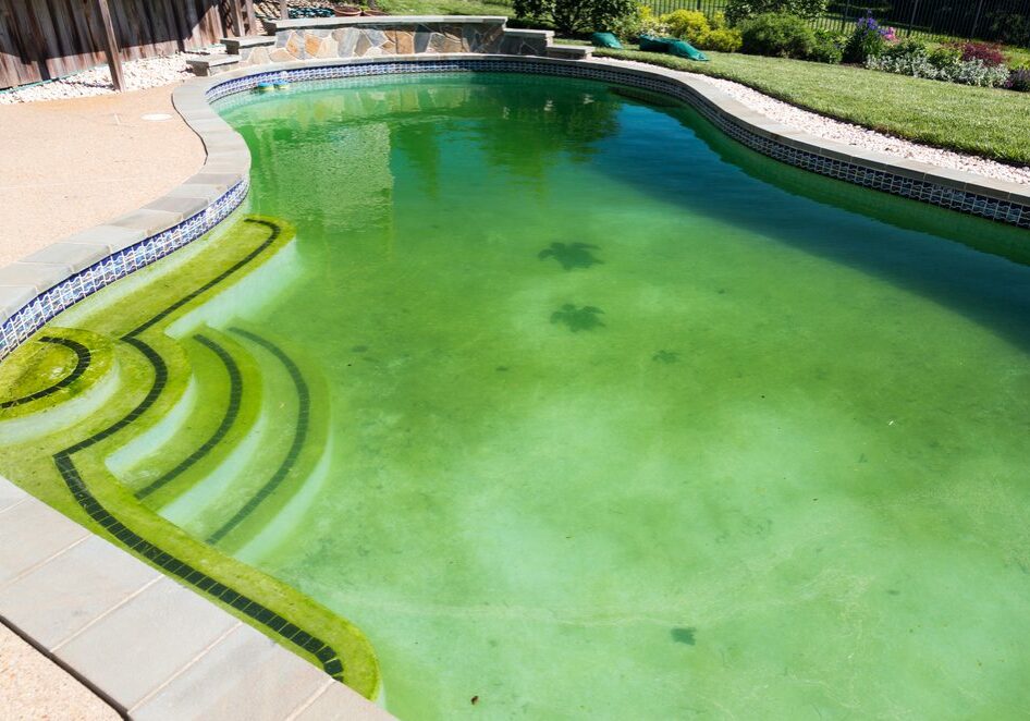 Back yard swimming pool behind modern single family home at pool opening with green stagnant algae filled water before cleaning